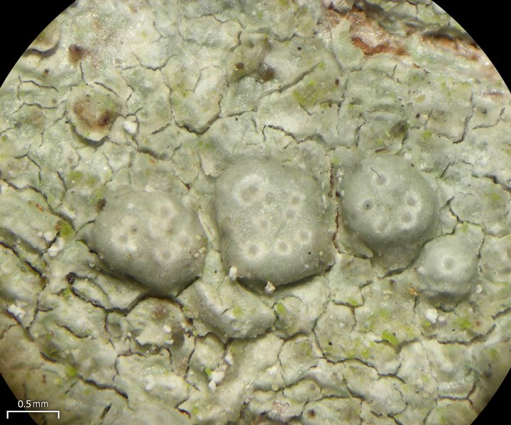 Pertusaria macounii
