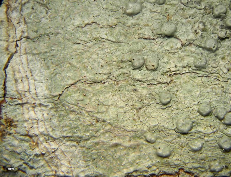 Pertusaria macounii