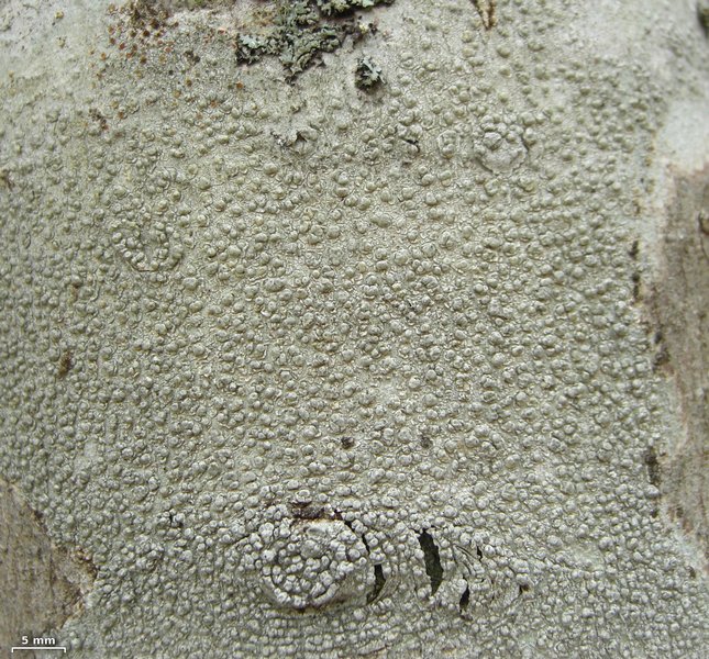 Pertusaria macounii