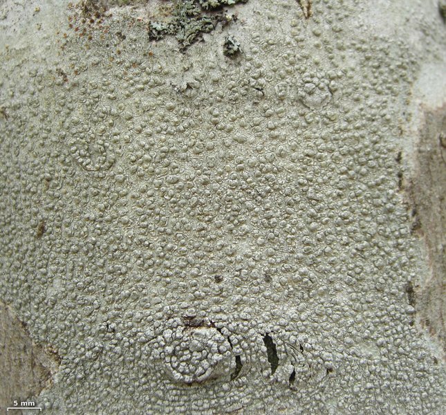 Pertusaria macounii