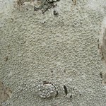 Pertusaria macounii