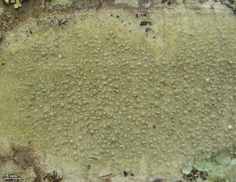 Pertusaria macounii