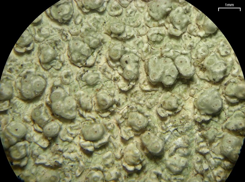 Pertusaria macounii