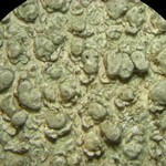 Pertusaria macounii