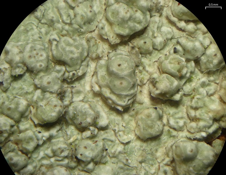 Pertusaria macounii