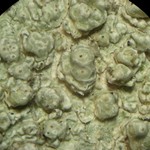 Pertusaria macounii