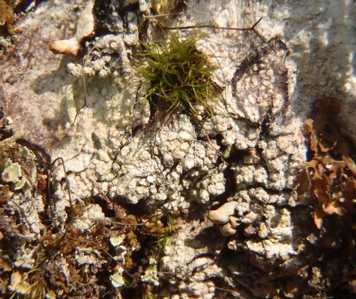 Pertusaria mccroryae