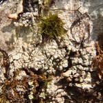 Pertusaria mccroryae