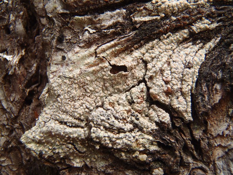 Pertusaria mccroryae