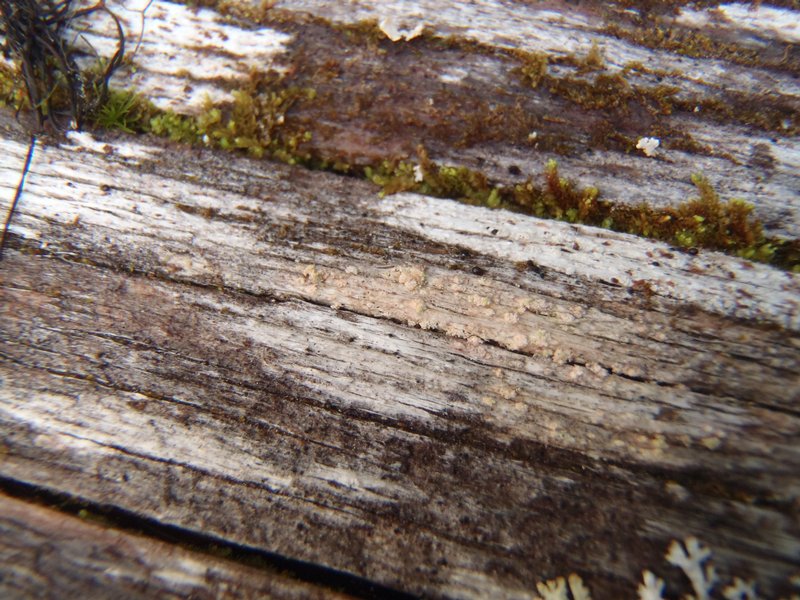 Pertusaria mccroryae