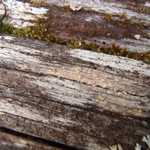 Pertusaria mccroryae