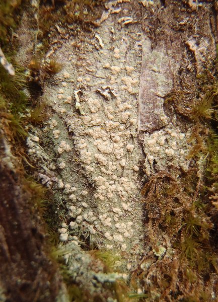 Pertusaria mccroryae