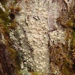 Pertusaria mccroryae