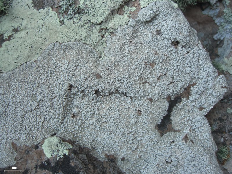 Pertusaria moreliensis