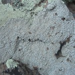 Pertusaria moreliensis