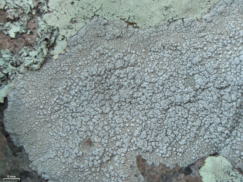 Pertusaria moreliensis