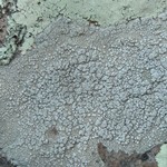 Pertusaria moreliensis