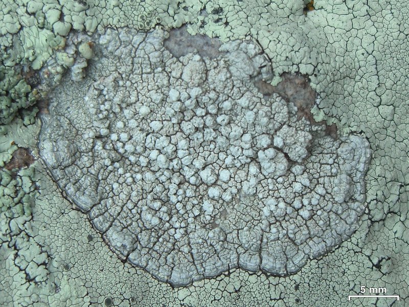 Pertusaria moreliensis