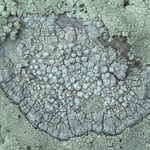 Pertusaria moreliensis