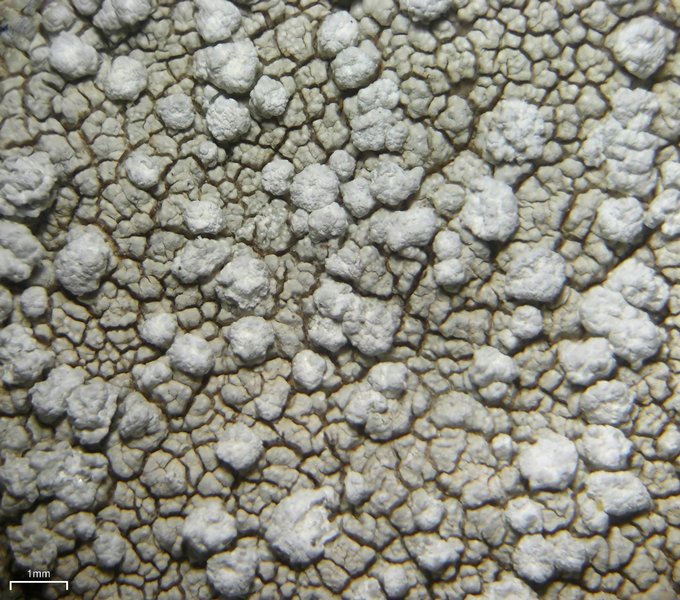 Pertusaria moreliensis