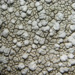 Pertusaria moreliensis