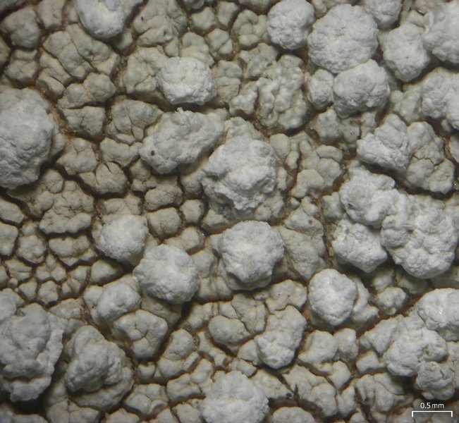 Pertusaria moreliensis
