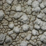 Pertusaria moreliensis