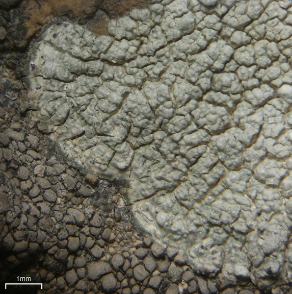 Pertusaria moreliensis