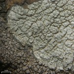 Pertusaria moreliensis