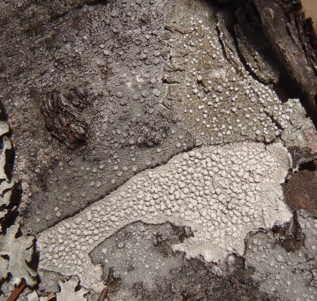 Pertusaria multipuncta