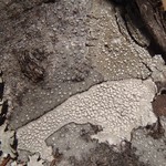 Pertusaria multipuncta