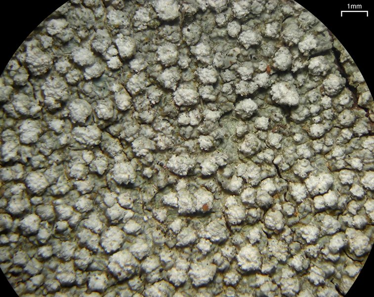 Pertusaria multipunctoides