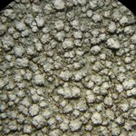 Pertusaria multipunctoides