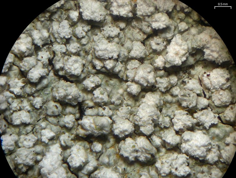 Pertusaria multipunctoides