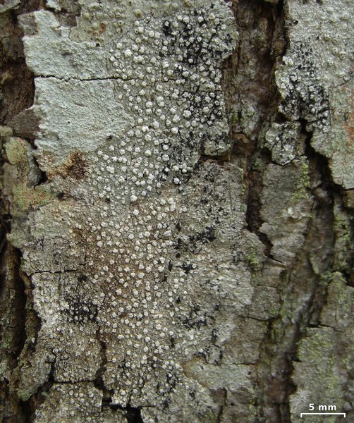 Pertusaria multipunctoides