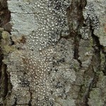 Pertusaria multipunctoides