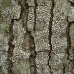 Pertusaria multipunctoides