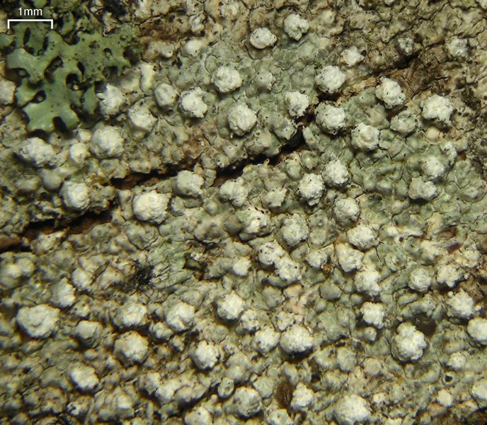 Pertusaria multipunctoides