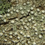 Pertusaria multipunctoides