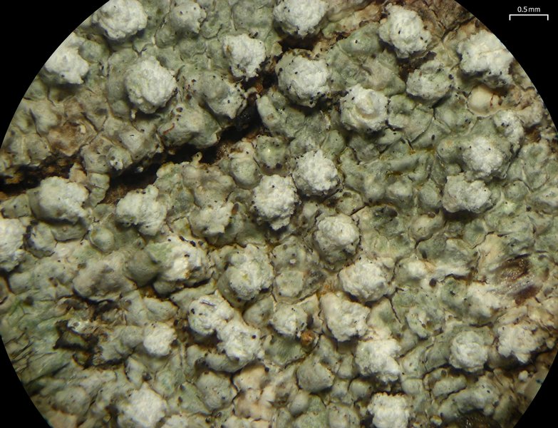 Pertusaria multipunctoides