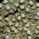 Pertusaria multipunctoides