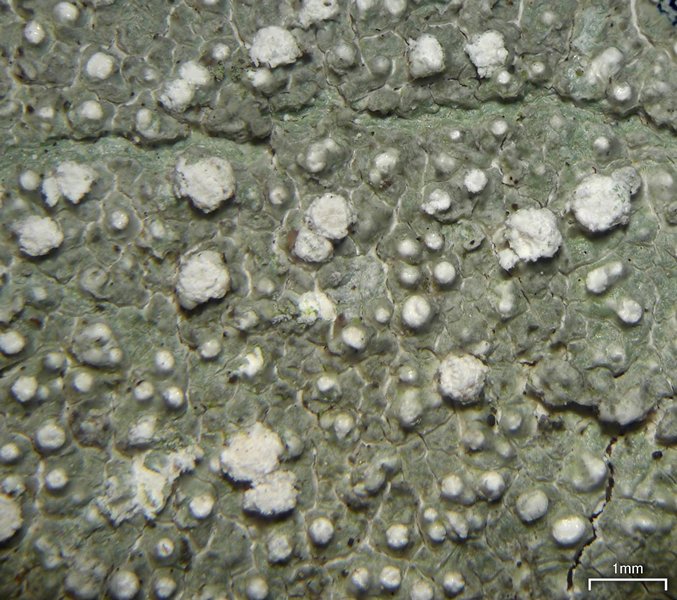 Pertusaria multipunctoides