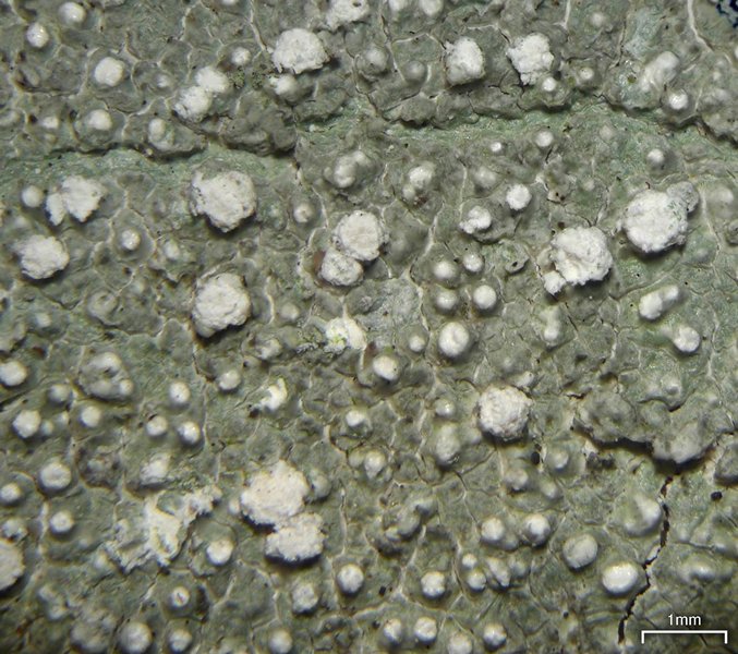 Pertusaria multipunctoides