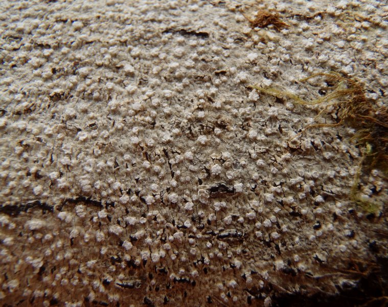 Pertusaria multipunctoides