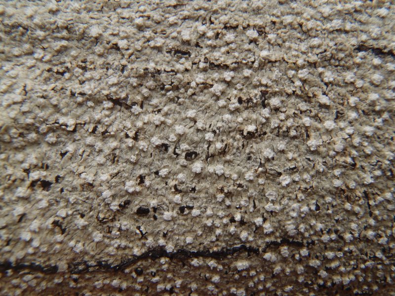 Pertusaria multipunctoides