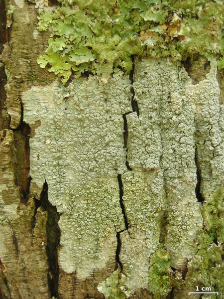 Pertusaria neoscotica