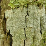 Pertusaria neoscotica