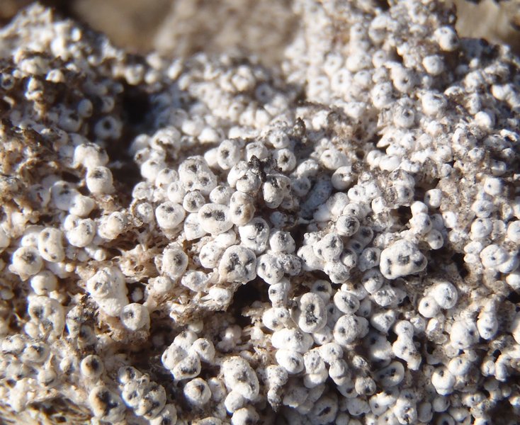 Pertusaria octomela