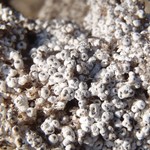 Pertusaria octomela