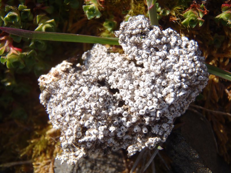 Pertusaria octomela